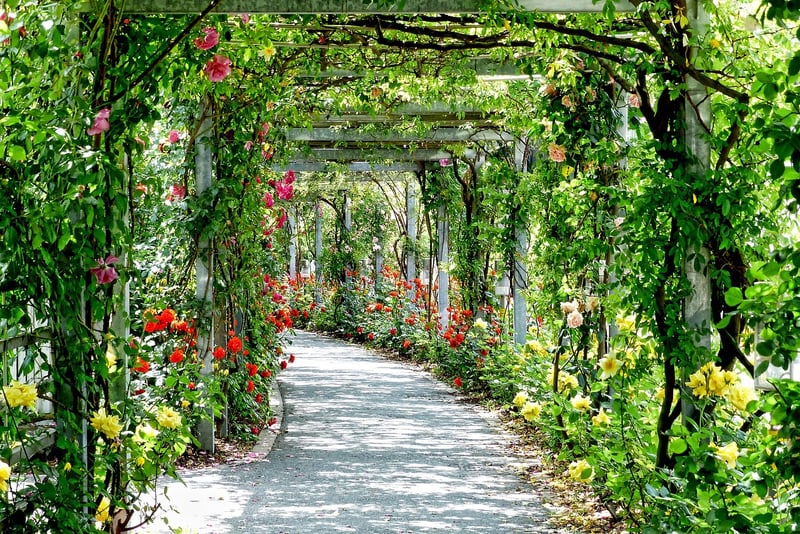 Pergola